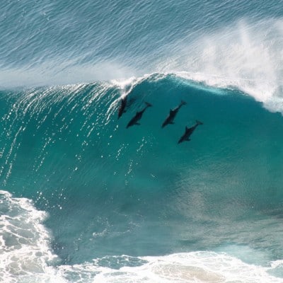 Surfers Against Sewage & Ocean Film Festival UK