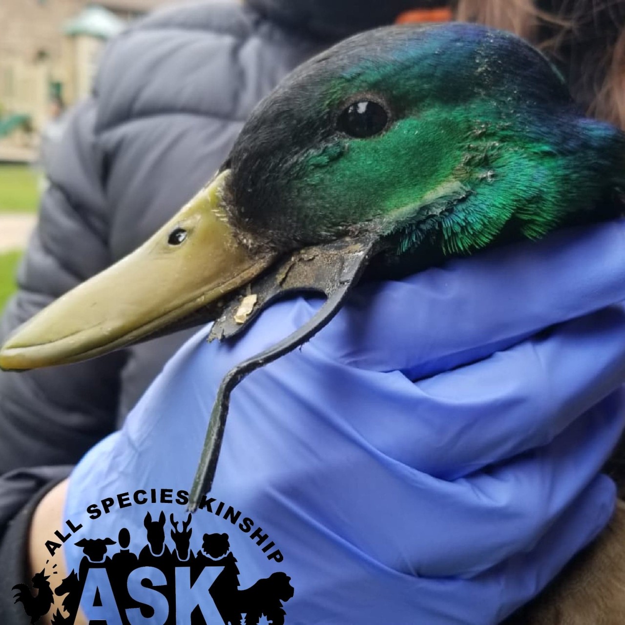 Mallard Duck entangled in plastic bottle ring