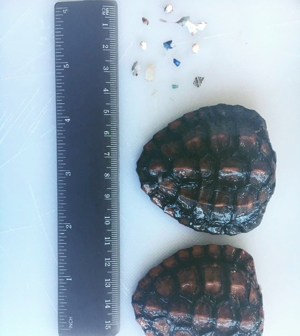 Two small turtle shells and several small pieces of plastic found in the guts of the two turtles