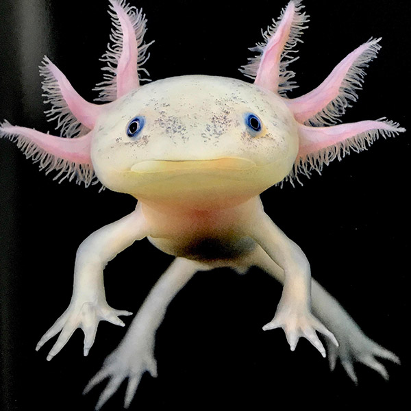 Axolotl