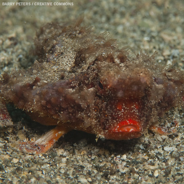 red lipped bat fish