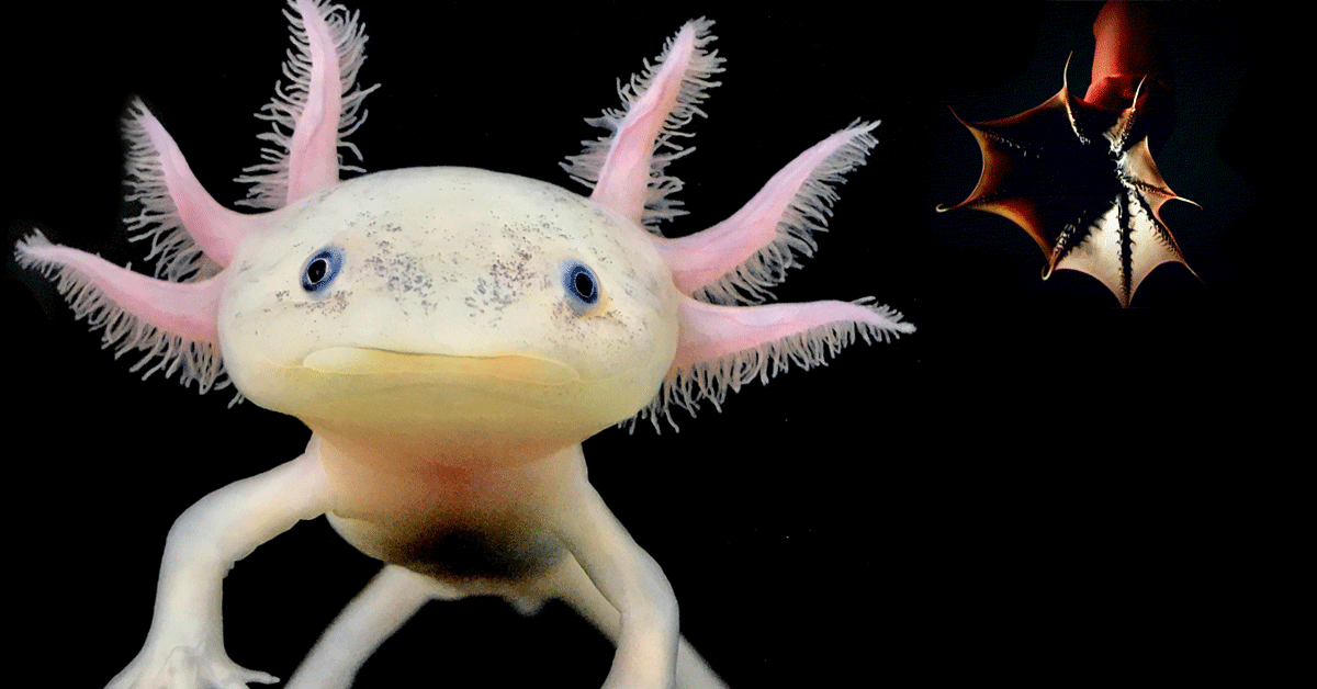 Axolotl and vampire squid