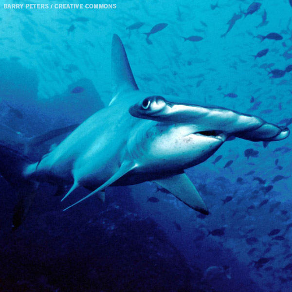 Scalloped hammerhead