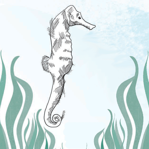 seahorse illustration