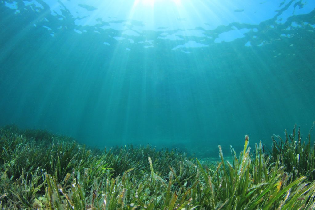 Ocean Recovery Marine Protected Areas To Play Key Role In Ocean Recovery - Surfers ...
