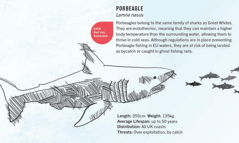 porbeagle shark