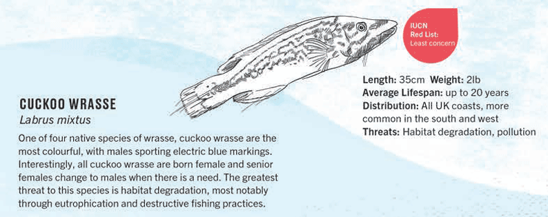 cucko wrasse