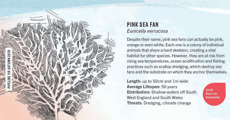 pink sea fan