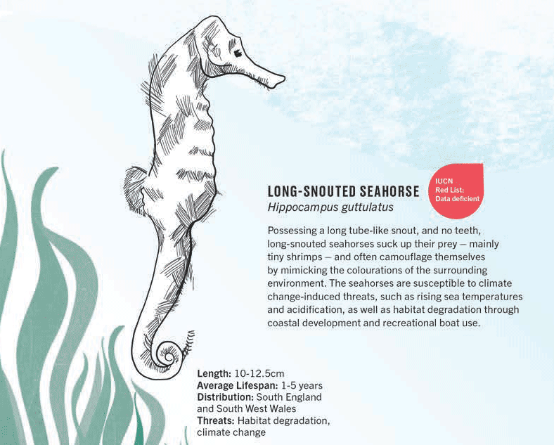 long-snouted seahorse